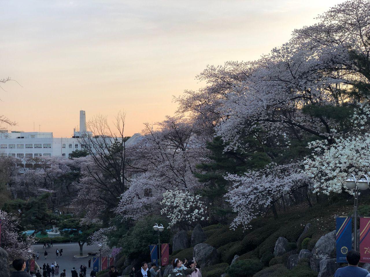 Take a walk on Kyung Hee campus with European architecture and cherry blossoms